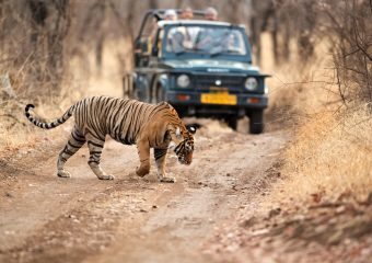 Best sighting of Tiger durbg Jeep Safari in Ranthambore National Park in Rajasthan in India