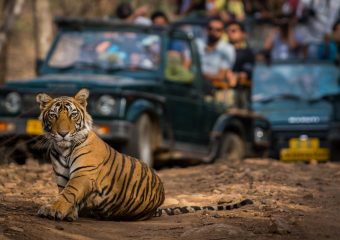 Close Encounter with Royal Bengal Tiger in Ranthambore National Park in Rajasthan in India
