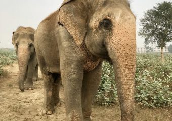 Elephants rscused by Wildlofe SOS - Agra - India