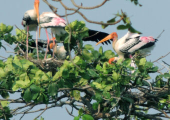 Kumarakom - Home to birds - Brid Sanctuary - Kottayanm - Kerala - South - India
