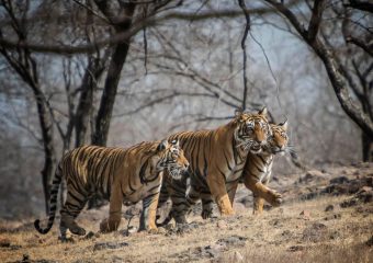 Project Tiger helped increasing numbers of Royal bengal Tigers in Ranthambore National Park in Rajasthan in India