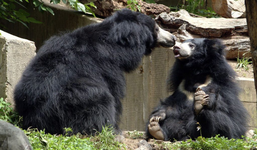 Sloth Bears Rescued By Wildlife SOS-NGO-AGRA-INDIA