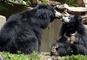 Sloth Bears Rescued By Wildlife SOS-NGO-AGRA-INDIA
