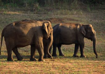 Wildlife - Periyar National patk -Thekkady - Kerala - South India