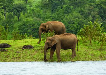 Wildlife in Periyar National Park - Thekkady - Kerala - India