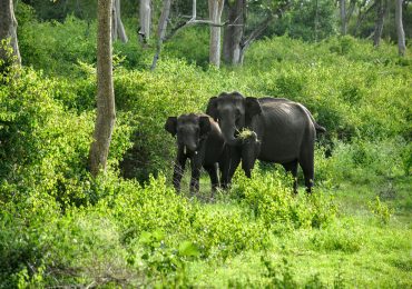 Asiatic elephants in natural habitat in bandipur National Park - Karnataka - South India 1
