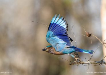 Birding in Bandipur National Park - South India - Karnataka