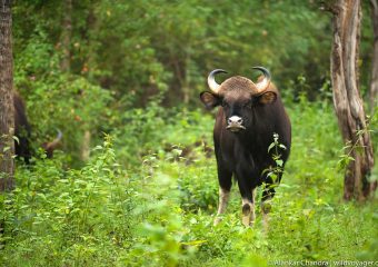 Bison Sighting - Bandipur National Park - Karnataka - South India