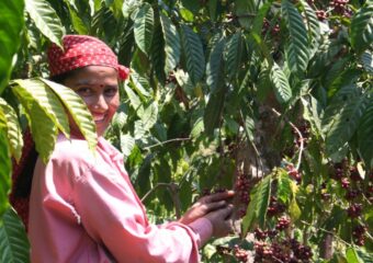Coffee Plantation - Chikmaglur - Karnataka - India