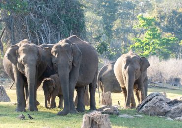 Elephants in forest of Bandipur National Park- Bandipur - Karnataka - South - India