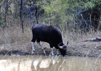 Gaur in Pench National Park - National parks of Central India - Madhya Pradesh - India