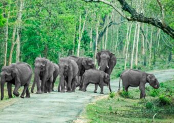 Herd of elephants in Nagarhole National park - Karnataka - South India