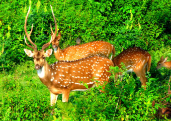 Herds of Deers at Nagarhole National Park - Karnataka - South India