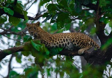 Leopard in bandipur National park - South India - Karnataka
