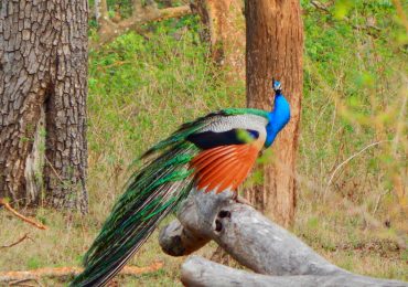 Peacok in Bandipur National Park - Karnataka - Wildlife - India