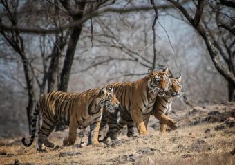 Project Tiger - Royal Bengal Tigers - Pench National Park - National parks in Central India - India