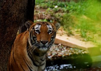 Royal bengal tiger sighting in Bandiopur National Park - Karnataka - South India