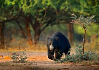 Sloth Bear -Pench National Park - Wildlife in Central India - India - Madhya Pradesh