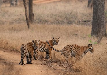 Tiger sighting - Wildlife - Nagarhole National Park - Kabini - Karnataka - South India