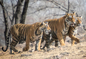 Tigers in Bandhavgarh National Park