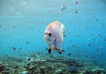 Underwater marine life - snorkel- Havelock Island - Andamans - India