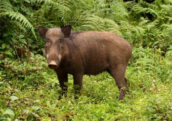 Wild boar - Bandipur National park - Karnataka - India