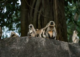 Wildlife in Bandhavgarh National Park - Central India - Madhya Pradesh -India